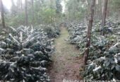 malnadhomestay chikmagalur