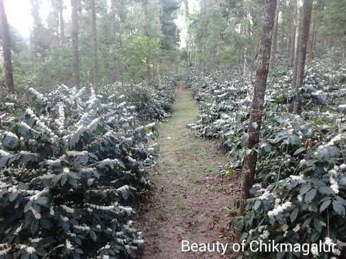 malnadhomestay chikmagalur